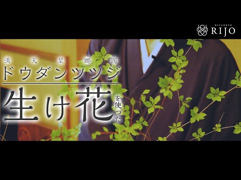 ドウダンツツジ（満天星躑躅）の生け花をご紹介します！【Ikebana】華道家 宮本理城の生け花レッスン。