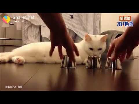 Cat trick