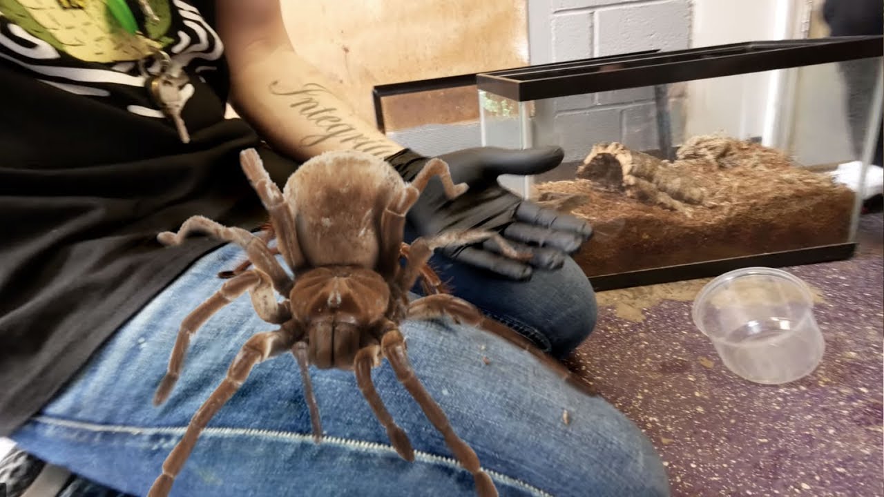 DANGER!! HANDLING THE LARGEST SPIDER IN THE WORLD!!! | BRIAN BARCZYK