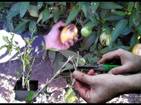 cloning Pepino Melons from Cuttings