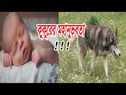 কুকুরের মহানুভবতা।#humanity।dog।baby।Kamrun Nahar Rakhi।Knr Media।