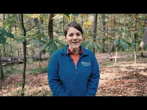 Favorite Archaeological Artifacts:  Lead Shot and Gunflint