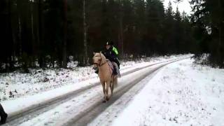 preview picture of video 'Nathalie rider på Penty i skogen'