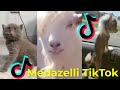 Medazelli Kirdubs Dustymdouglas And Others