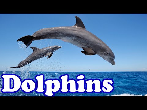 Dolphins - Smartest Animals in the Sea | Animal of the Day | Educational Animal Videos for Kids