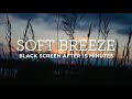 10 HOURS | Nature Sounds | SOFT BREEZE | Sleep, Meditation, Studying, and Relaxation | Black Screen