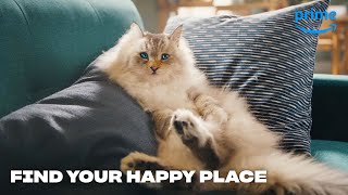 Amazon Prime Don’t Let Streaming Make You a Grumpy Gato