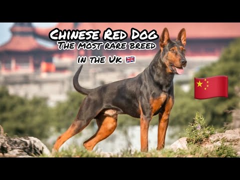 Is The Chinese Red Dog The Most Rare Dog In The UK 🇬🇧