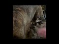 Koko Cat Loves Yoni Dog