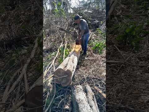 quariquara madeira nobre da rondônia cujubim