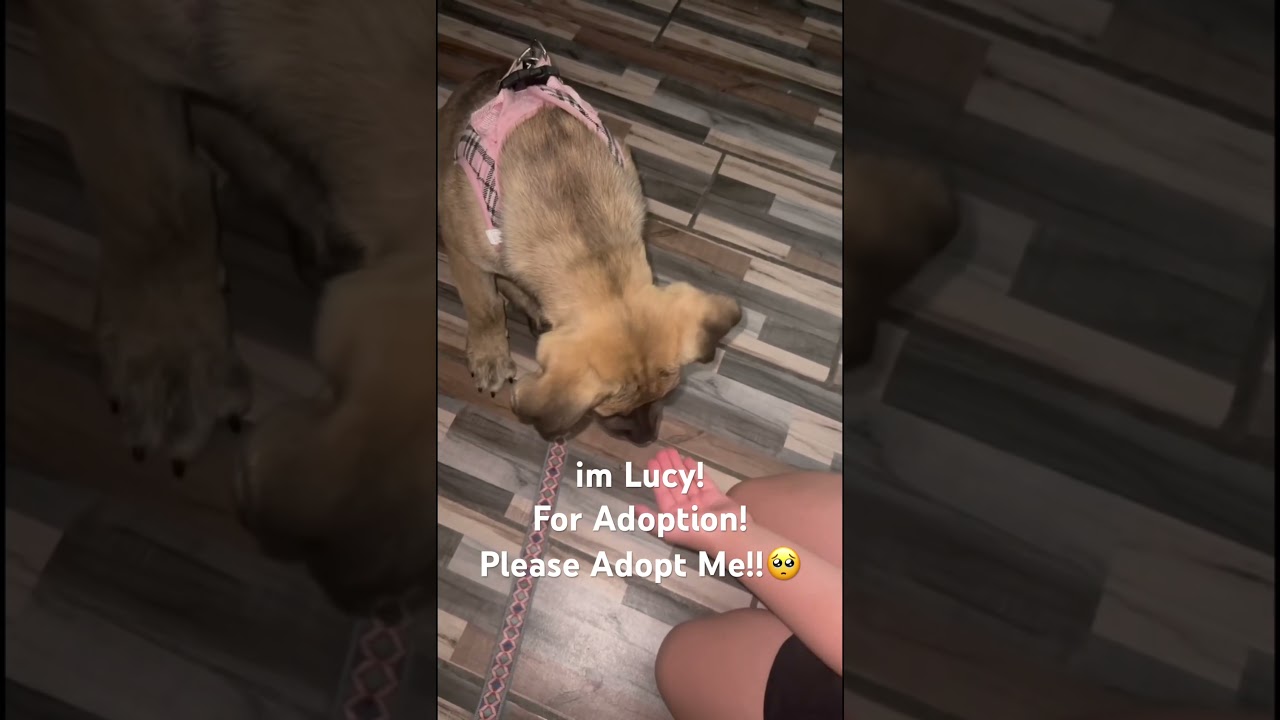 Lucy, a ADOPTABLE mixed breed in Van Nuys, CA video 5/5