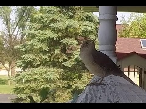Oriešok zimný (Troglodytes hiemalis) — správanie, biotop a hlas