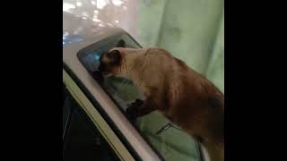 Gaspar  faz inspeção no carro