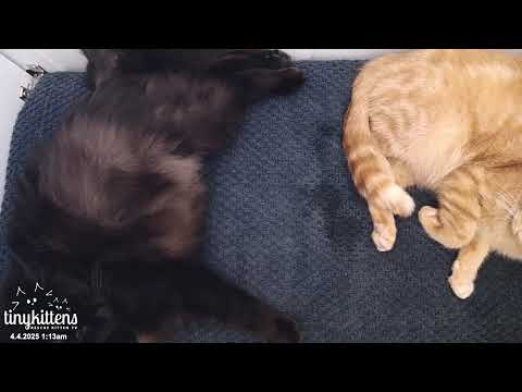 Part 1: Feral cat Celestine gives birth for the last time