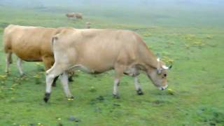 preview picture of video 'Lagos de Covadonga y nuestras amigas las vacas'