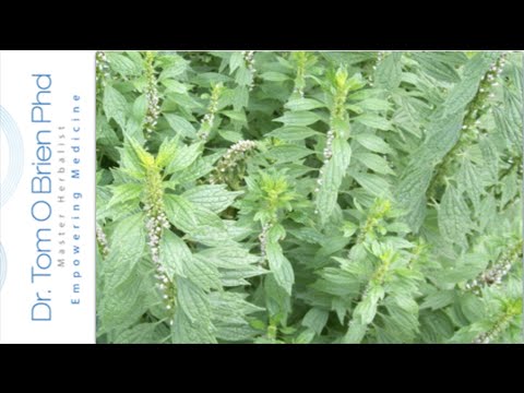 Motherwort health benefits Video