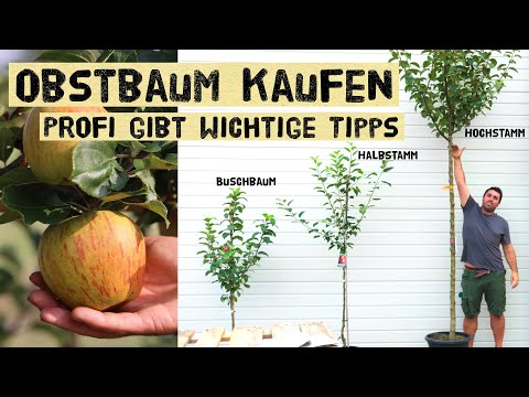 This is what you should definitely know before buying a fruit tree! A tree nursery expert explains!