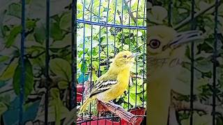 Download lagu SUARA PIKAT BURUNG SIRTU CIPOH PALING AMPUH JAMIN ANTI ZONK #shorts #sirtugacor #cipohgacor mp3