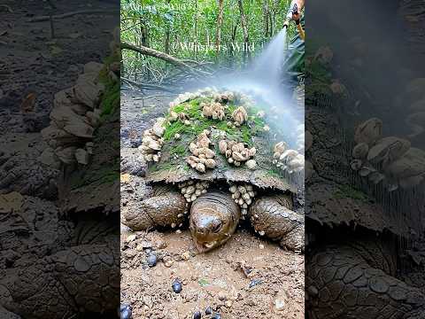 Forest Tortoise Covered in Barnacles Gets Gentle Hose Rescue #animalrescue  #wildlife #forest