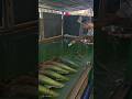 Arapaima Fish Feeding In Kerala Kerala Arapaima FishFeeding Giantfish