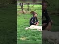 Tiger Saves Zoo Keeper from Leopard Attack 🐅🔥