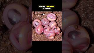 Download lagu INILAH TELUR HEWAN PALING UNIK DI DUNIA #shorts #facts mp3 Download lagu INILAH TELUR HEWAN PALING UNIK DI DUNIA #shorts #facts mp3
