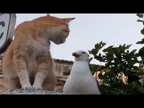 CATS: Masters of Weird and Unpredictable Antics