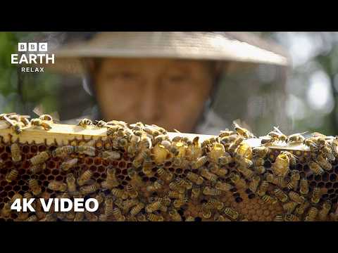 BBC Earth Relax and BBC Earth