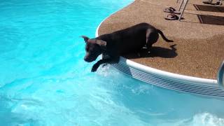 Pibble see a pool for the first time