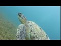 Scuba World Makadi Bay Videos, Scuba World Divers Makadi Bay, Ägypten, Hurghada