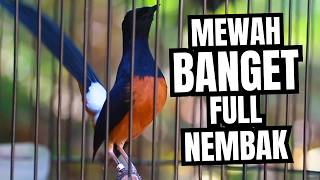 Download lagu MURAI BATU GACOR FULL ISIAN TEMBAKAN MEWAH SANGAT AMPUH MELATIH MURAI BATU EMOSI BONGKAR ISIAN mp3