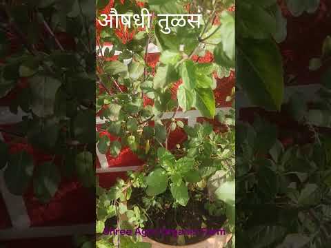 औषधी वनस्पती तुळस
