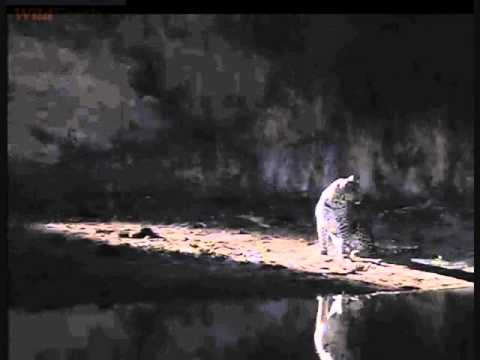 One of the young Leopard's at Djuma might have been snake bitten June 25, 2014