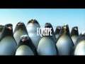 Vídeo Motivacional Trabalho Em Equipe