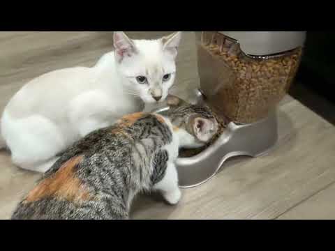Kitten Chow Time! Purina ONE Dry Kitten Food is a Hit!