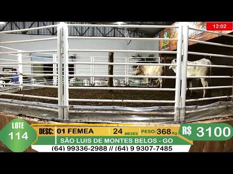 BRASIL LEILÕES - SÃO LUIS DE MONTES BELOS - GO -18/03/2026