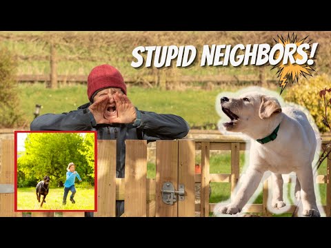 How to Train Your Dog to STOP BARKING at your neighbors!