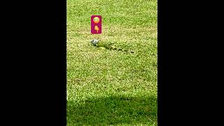 OMG Big Green Lizard…….😲😳 #viral #video