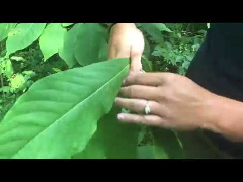 How to Identify Pawpaw Trees