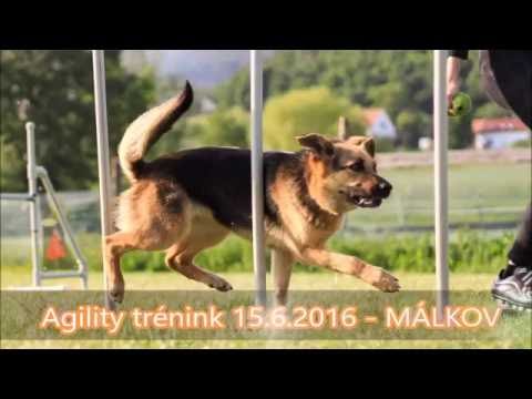 Agility trénink MÁLKOV - 15.6.2016