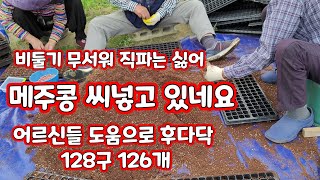 메주콩 씨넣기 직파는 비둘기가 무서워 대원콩 모종키우기