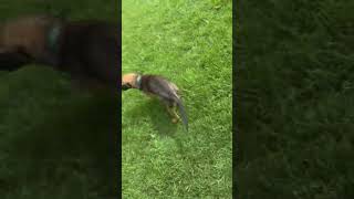 Video preview image #1 Mutt Puppy For Sale in Pipe Creek, TX, USA