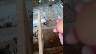 la vilaine fermière #campagne #maman #vlog animal