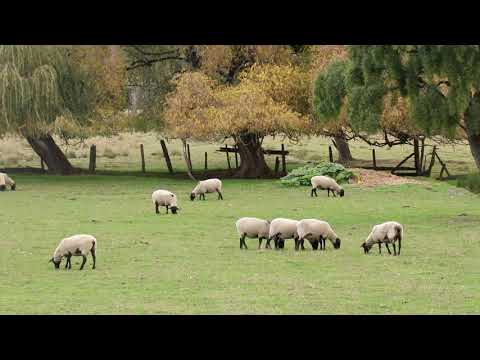 , title : 'Cabaña de ovinos Suffolk.'