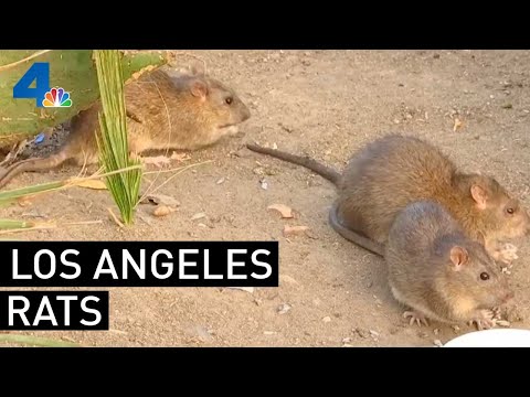 download lagu mp3 mp4 Rat Population, download lagu Rat Population gratis, unduh video klip Rat Population