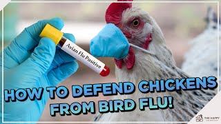 Defending Your Chickens: Key Strategies to Battle Avian Influenza in Your Backyard!