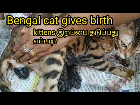 Bengal Cat Giving Birth..full video in tamil #bengal cat #bengal#pregnantcat