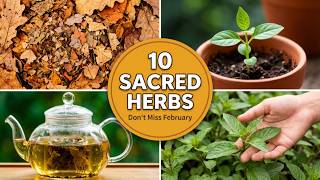 These 10 Herbs Will Be Your Best Health Decision This Year