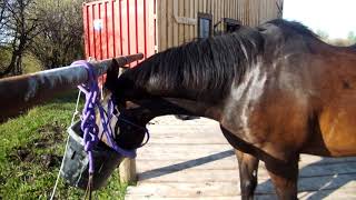 Blaze, the horse, eating his oats🐎 Blaze, the horse, eating his oats🐎
