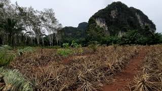 One Rai Square Shape Flat Land for Sale in Ao Nang, Krabi